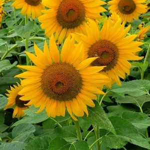 Meet your Posher, Ebony